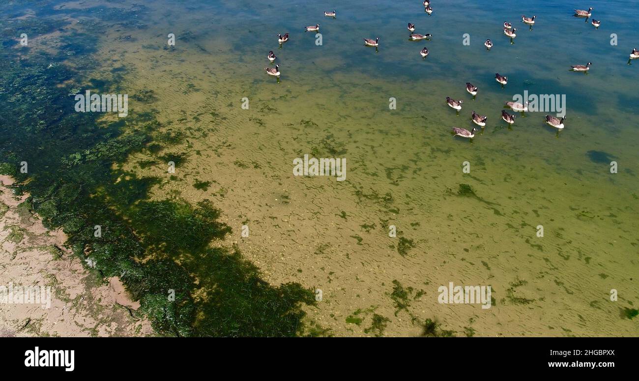 Aerial view of potentially dangerous toxic algae floating in waters of