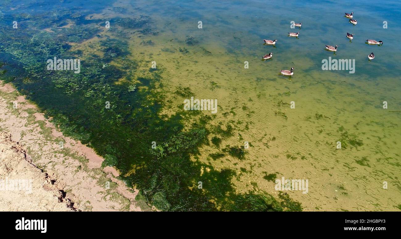 Algae bloom hires stock photography and images Alamy