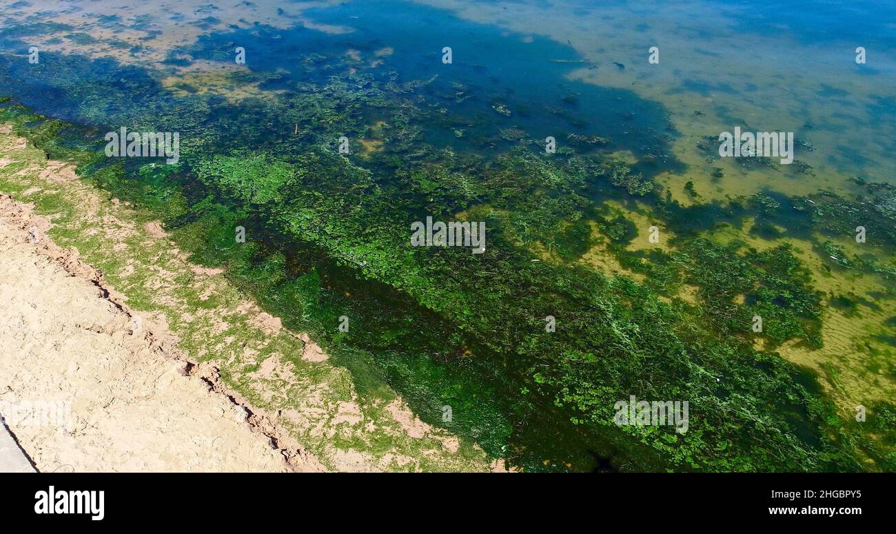 Aerial view of potentially dangerous toxic algae floating in waters of