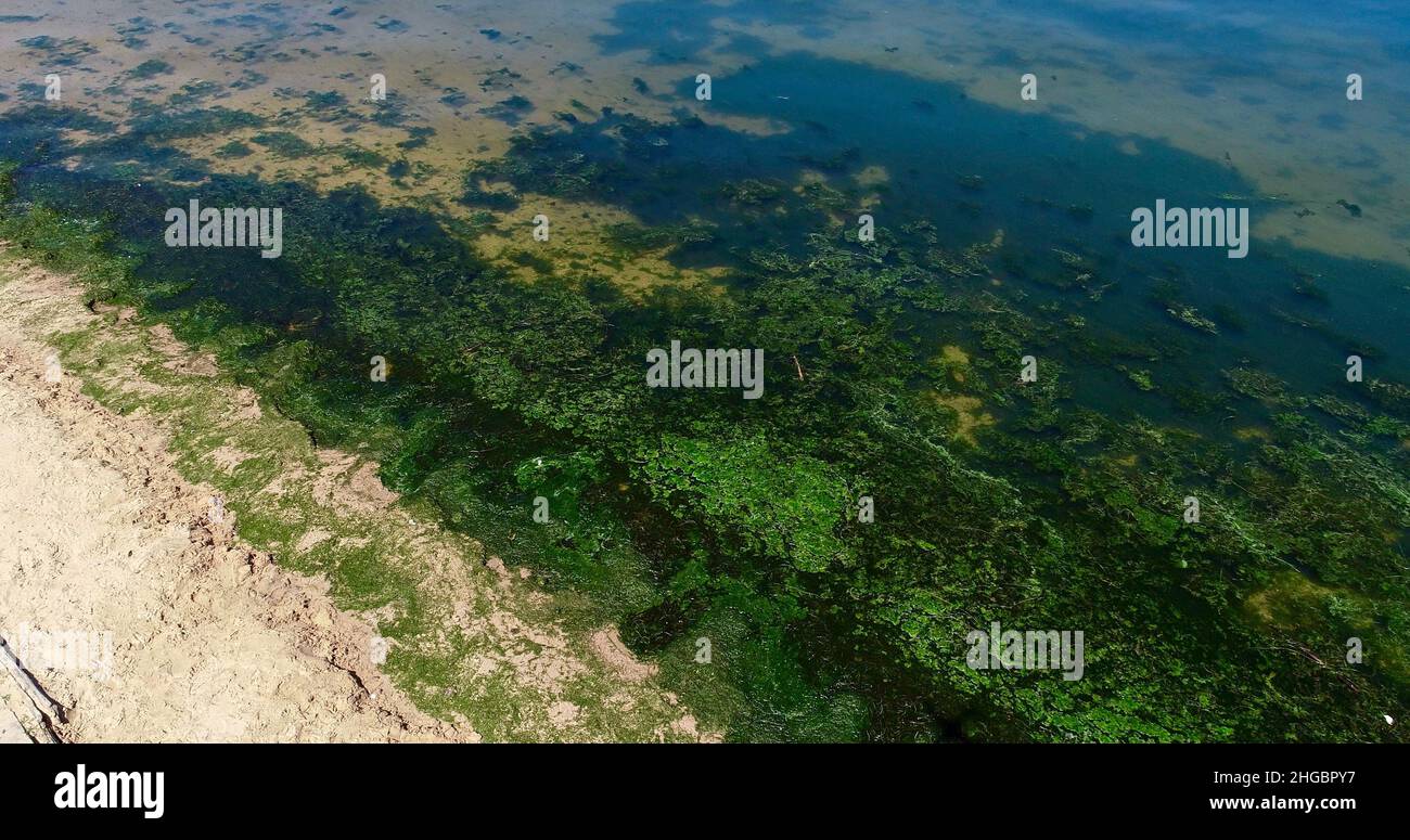 Aerial view of potentially dangerous toxic algae floating in waters of
