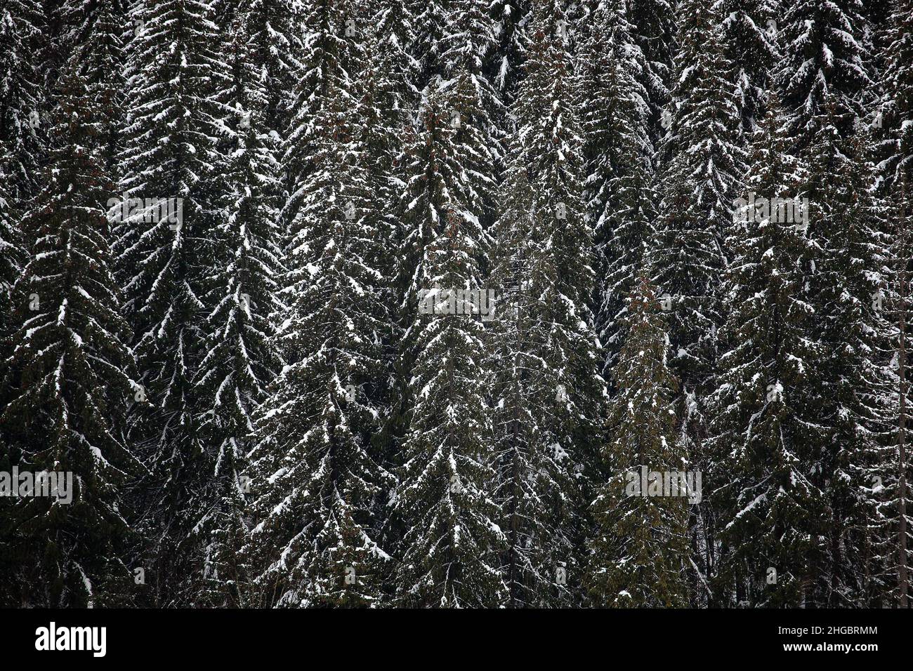 Pine trees covered with snow on the mountain slopes. Conifers in winter ...