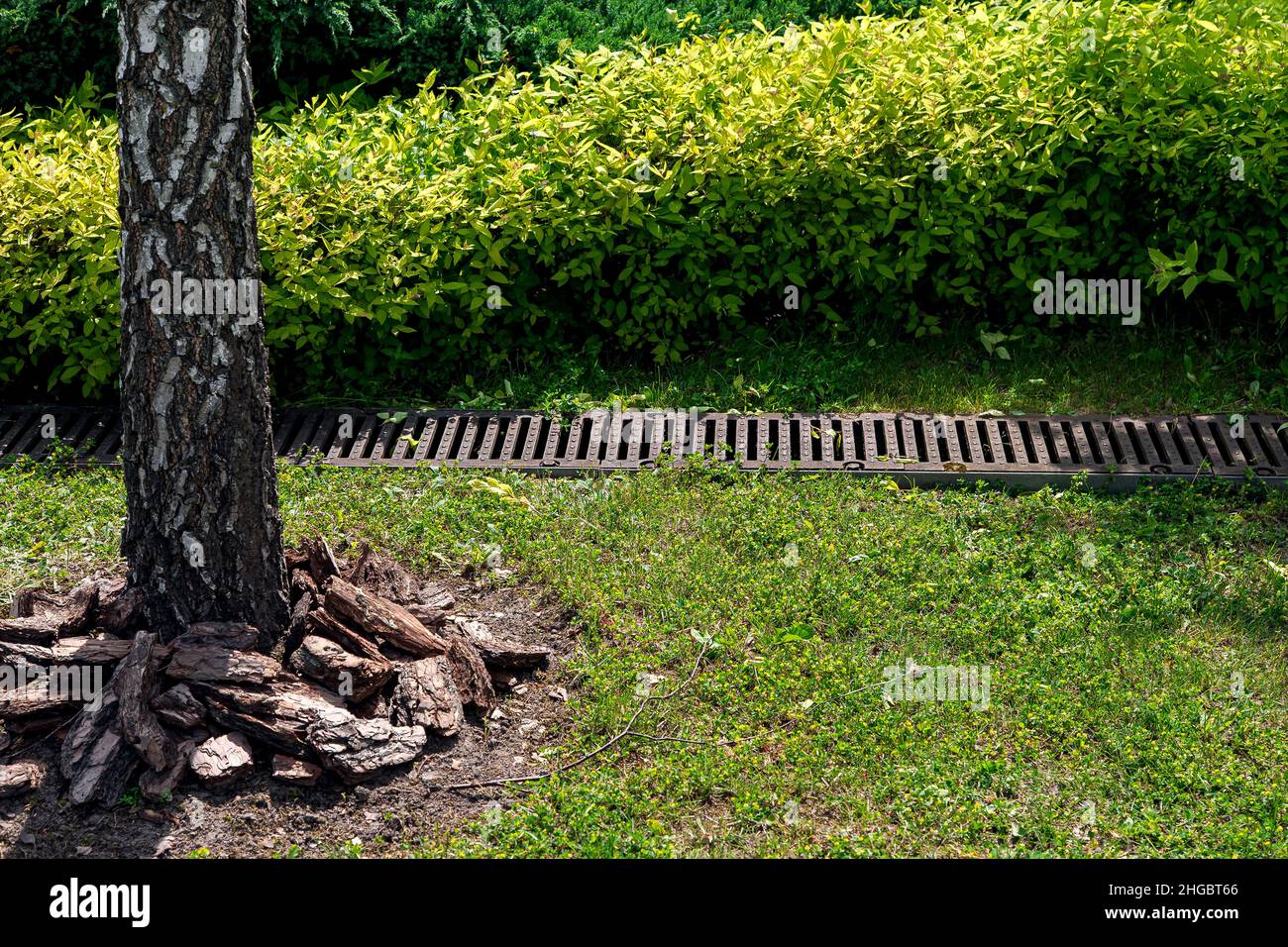 catch basin grate on lawn with green grass and bushes in backyard garden with tree trunk bark and mulching, rainwater drainage system in park among pl Stock Photo