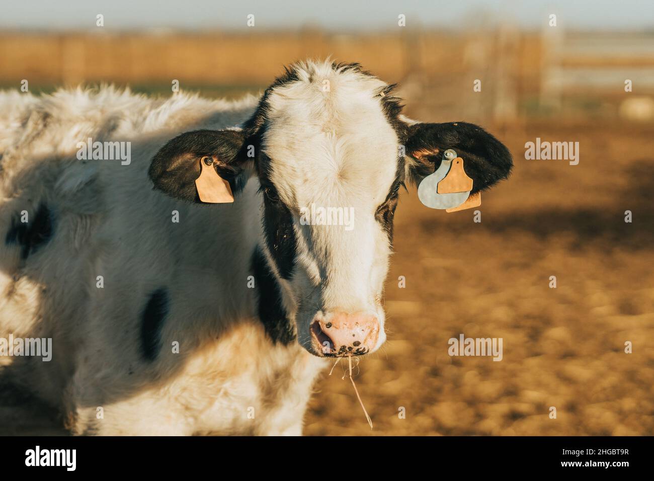 a heifer with ear tags looks at the camera while ruminating on straw Stock Photo