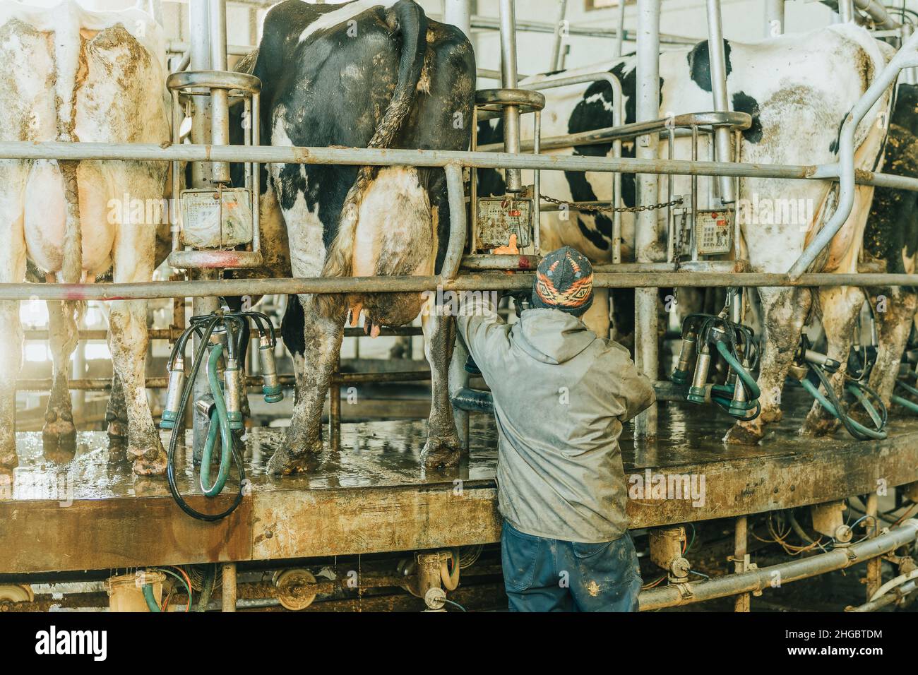 man manipulating rotary milking parlour control box Stock Photo