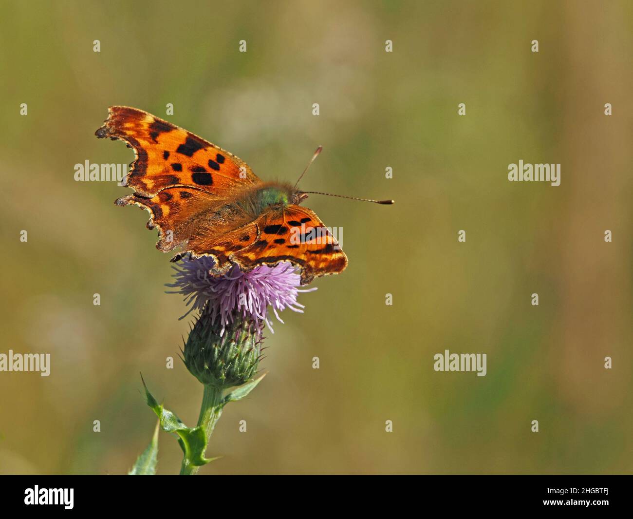 Comma Butterfly (Polygonia c-album) feeding on nectar of mauve flower of creeping thistle (Cirsium arvense) in Perthshire,Scotland,UK Stock Photo