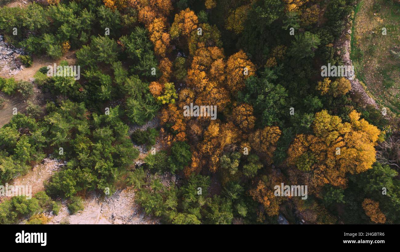 Aerial top view of a forest with green and yellow colored trees Stock ...
