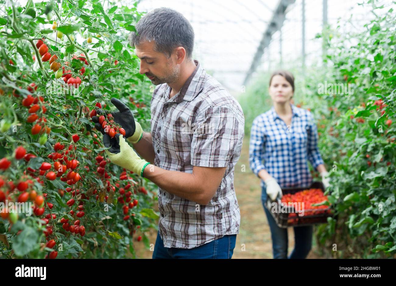 Harvesting ripe red cherry tomatoes in greenhouse Stock Photo - Alamy