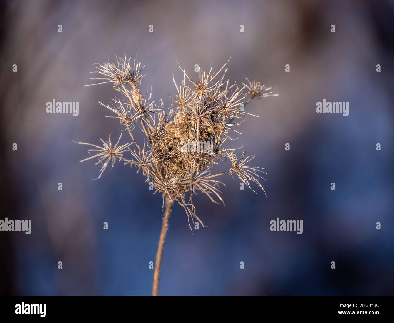 Close-up of a dried wilted queen anne's lace flower on a cold winters day with a blurred background. Stock Photo