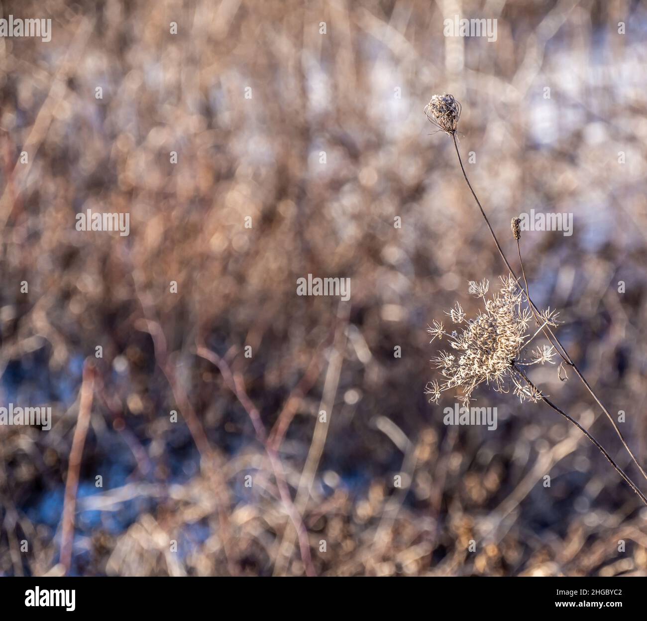 Close-up of a dried wilted queen anne's lace flower on a cold winters day with a blurred background. Stock Photo