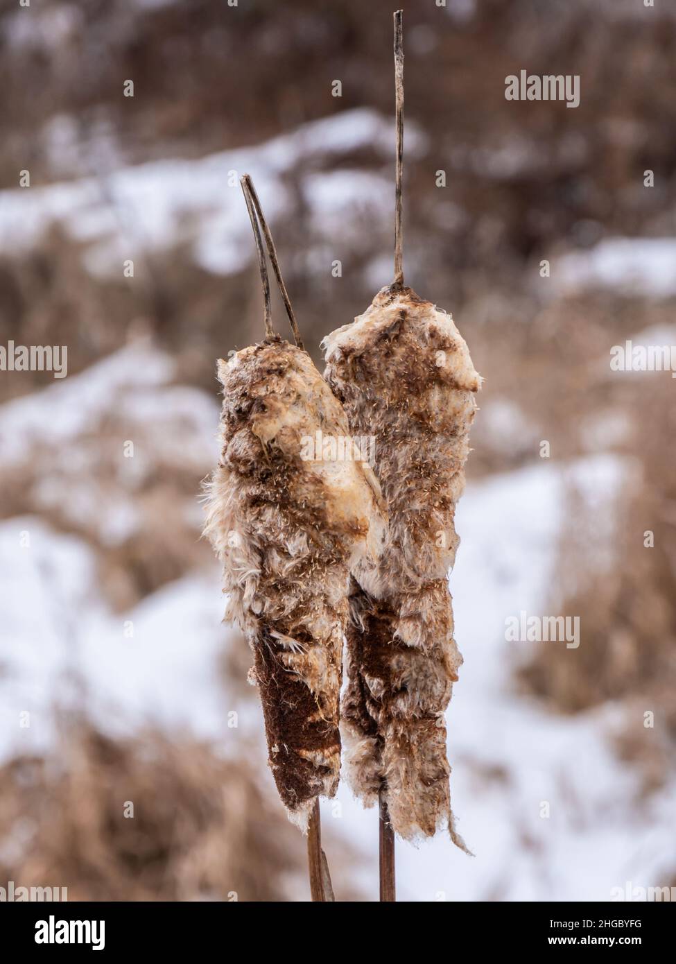 Close-up of two fluffy seeding cattail plants on a cold January afternoon with a blurred field in the background. Stock Photo