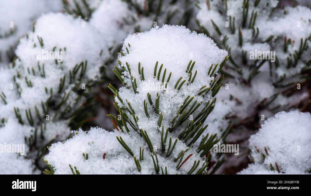 Close-up of a snowy mugo pine tree on a cold December morning. Stock Photo