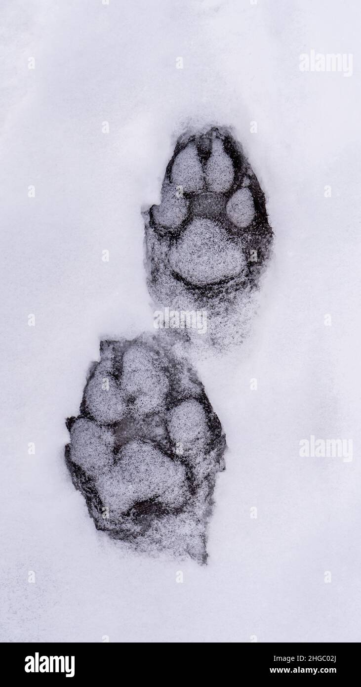 Closeup of canine paw prints that are frozen in the ice with a light