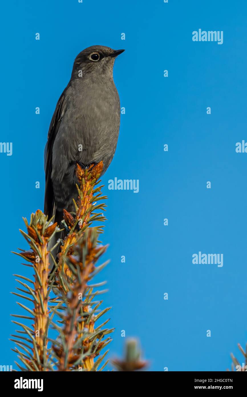 Townsend's Solitaire (Myadestes townsendi) Perching on a Conifer Tree Stock Photo
