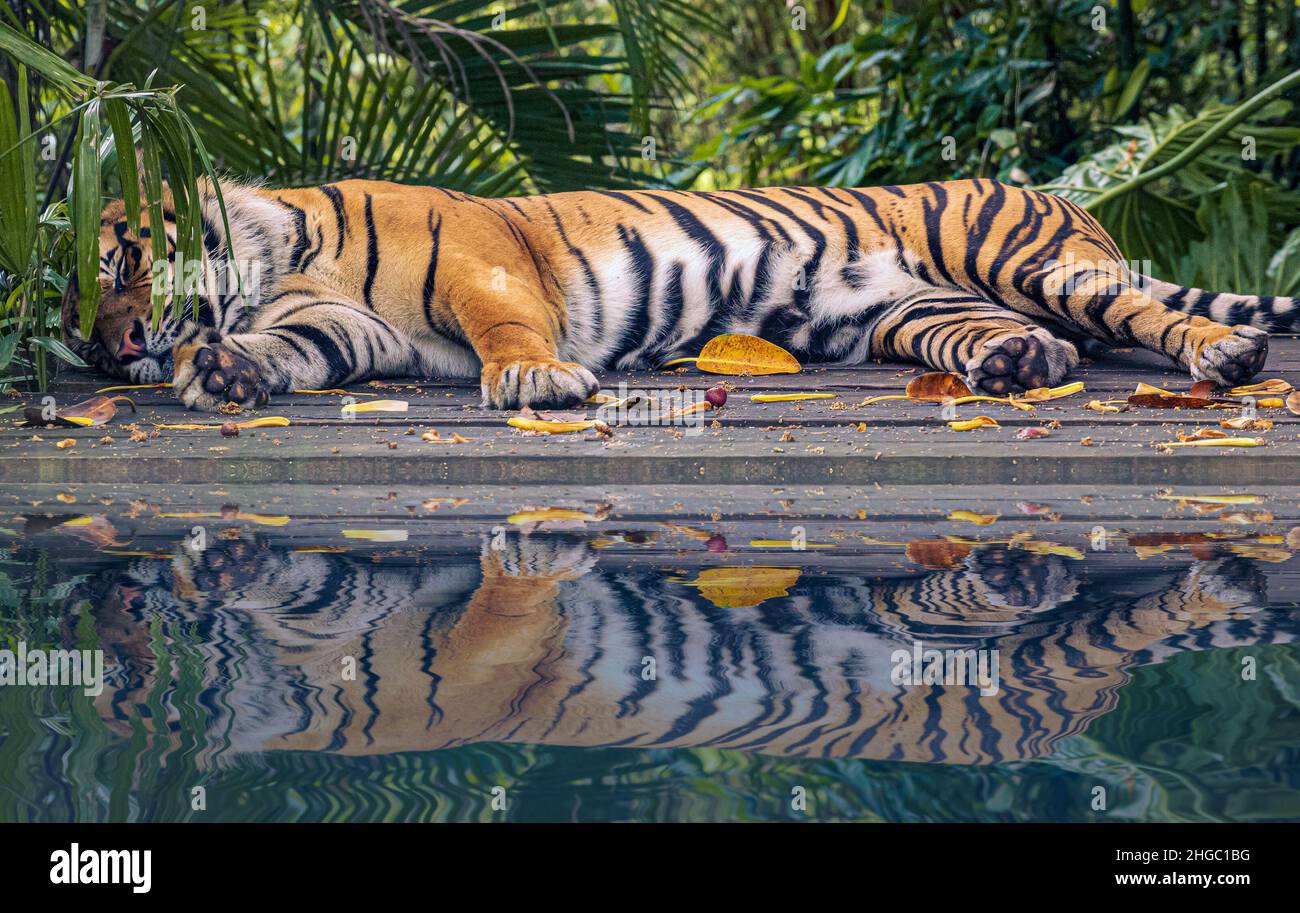 Lying down tiger hi-res stock photography and images - Alamy