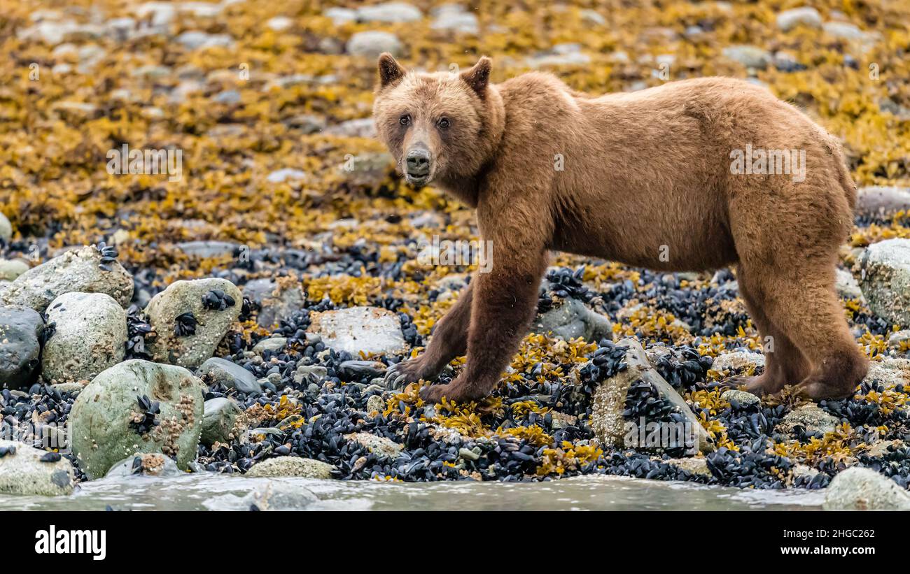Young brown bear, Ursus arctos, foraging for invertebrates at low tide in Glacier Bay National Park, Alaska, USA. Stock Photo