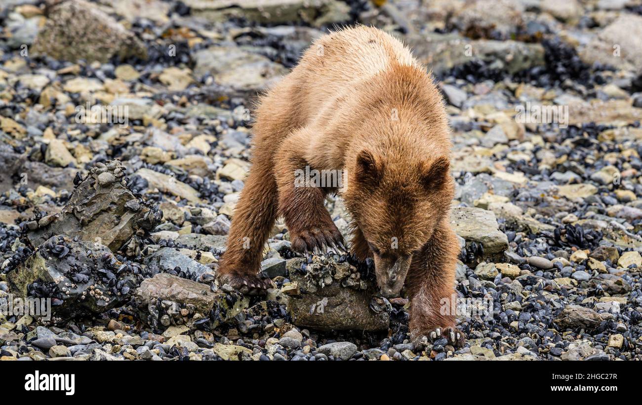 Young brown bear, Ursus arctos, foraging for invertebrates at low tide in Glacier Bay National Park, Alaska, USA. Stock Photo