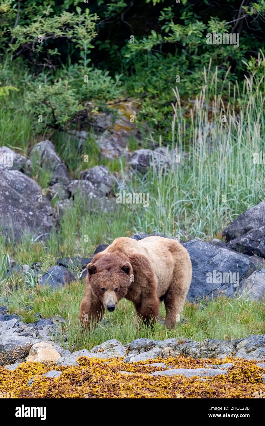 Adult brown bear, Ursus arctos, foraging at low tide in Glacier Bay National Park, Alaska, USA. Stock Photo