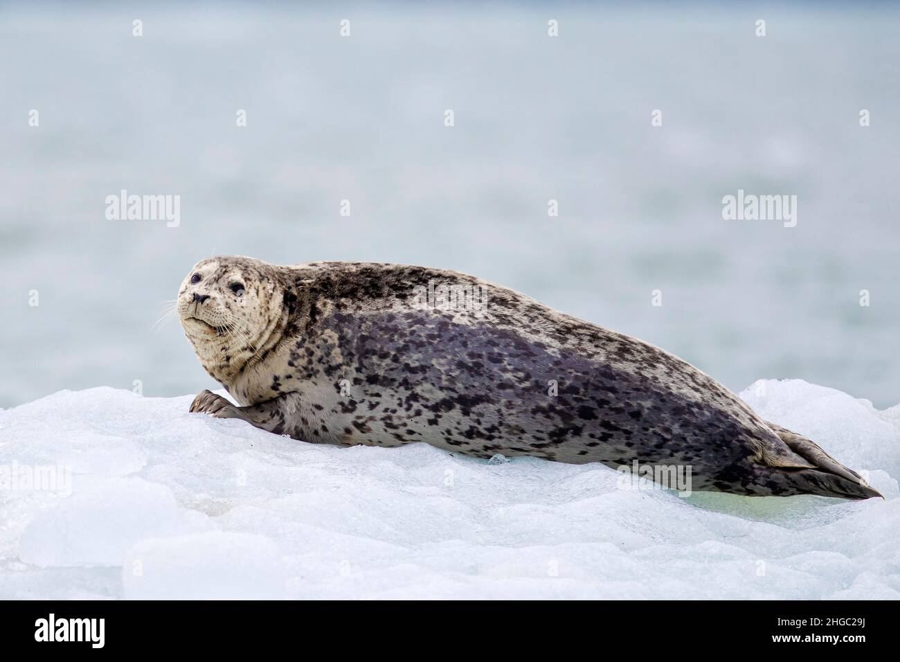 Adult harbor seal, Phoca vitulina, hauled out on ice in Glacier Bay National Park, Alaska, USA. Stock Photo