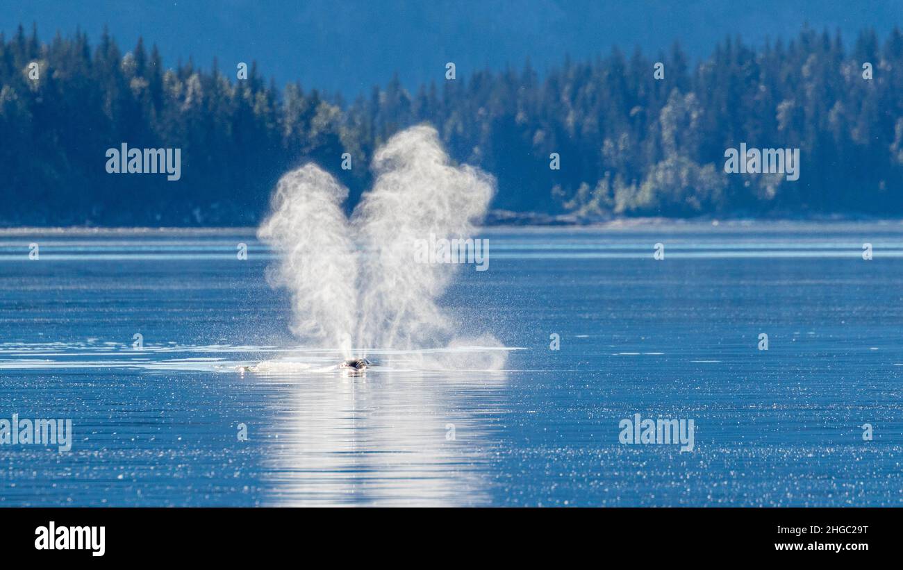 Adult humpback whale, Megaptera novaeangliae, surfacing with spout in Glacier Bay National Park, Alaska, USA. Stock Photo