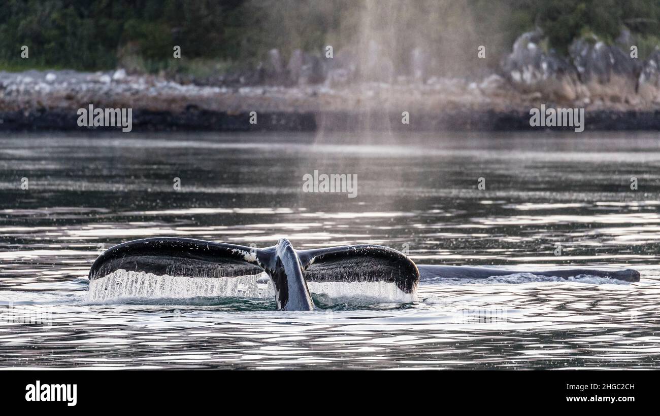 Adult humpback whale, Megaptera novaeangliae, flukes-up dive in Glacier Bay National Park, Alaska, USA. Stock Photo