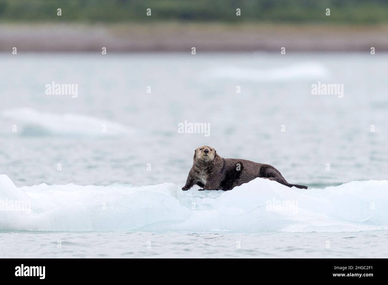 Adult female sea otter, Enhydra lutris, hauled out on ice in Glacier Bay National Park, Southeast Alaska, USA. Stock Photo
