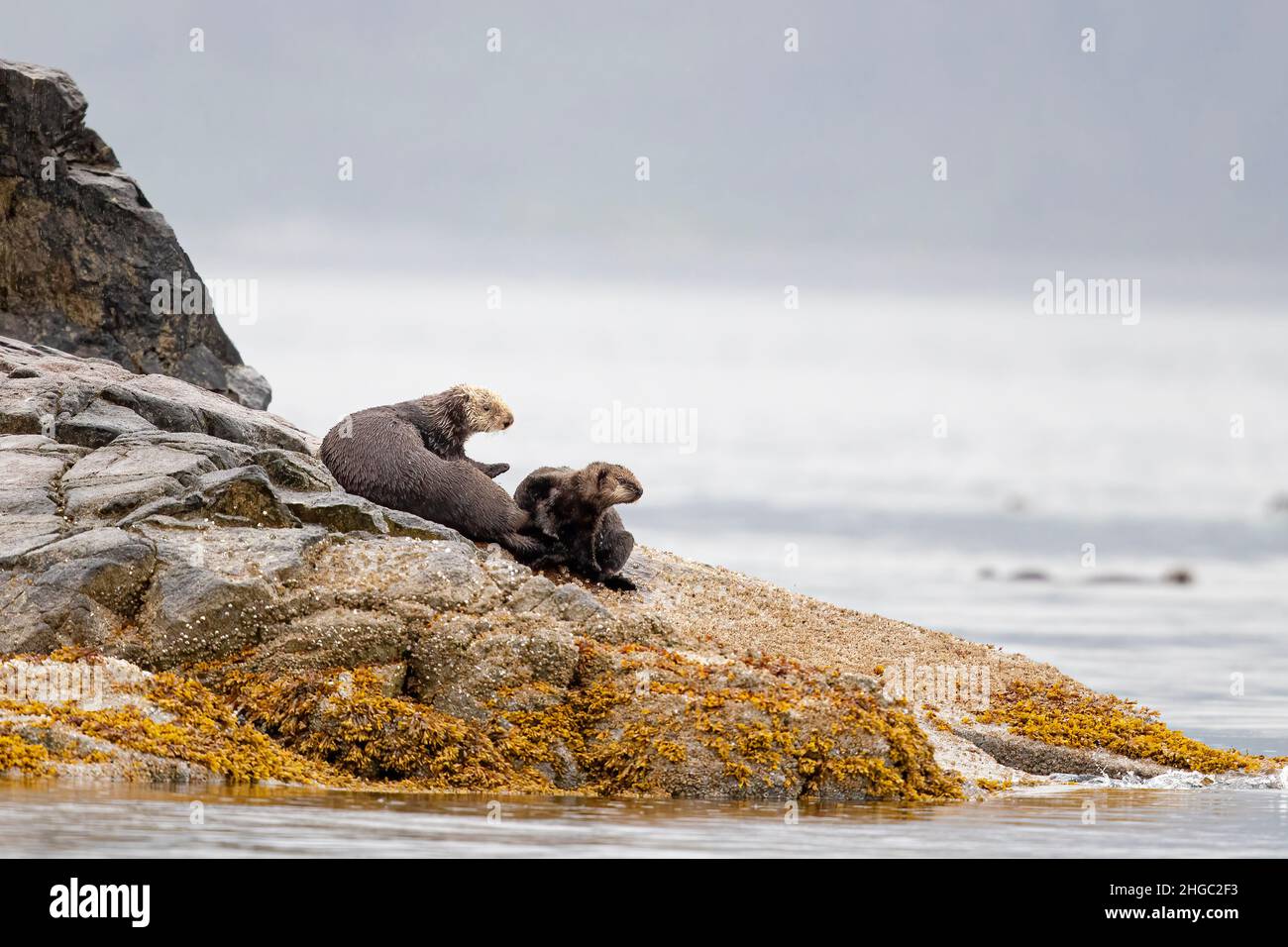 Mother and pup sea otter, Enhydra lutris, hauled out on rocks in Glacier Bay National Park, Southeast Alaska, USA. Stock Photo