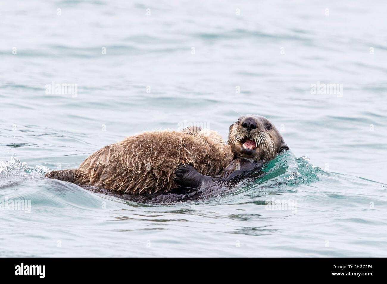 Mother and pup sea otter, Enhydra lutris, swimming in Glacier Bay National Park, Southeast Alaska, USA. Stock Photo