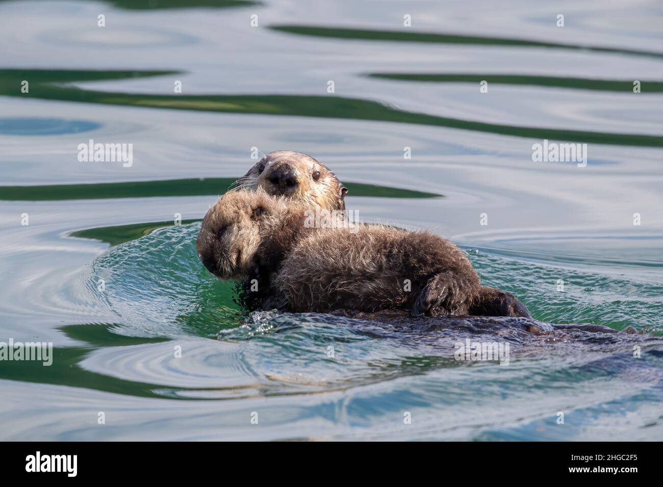 Mother and pup sea otter, Enhydra lutris, swimming in Glacier Bay National Park, Southeast Alaska, USA. Stock Photo