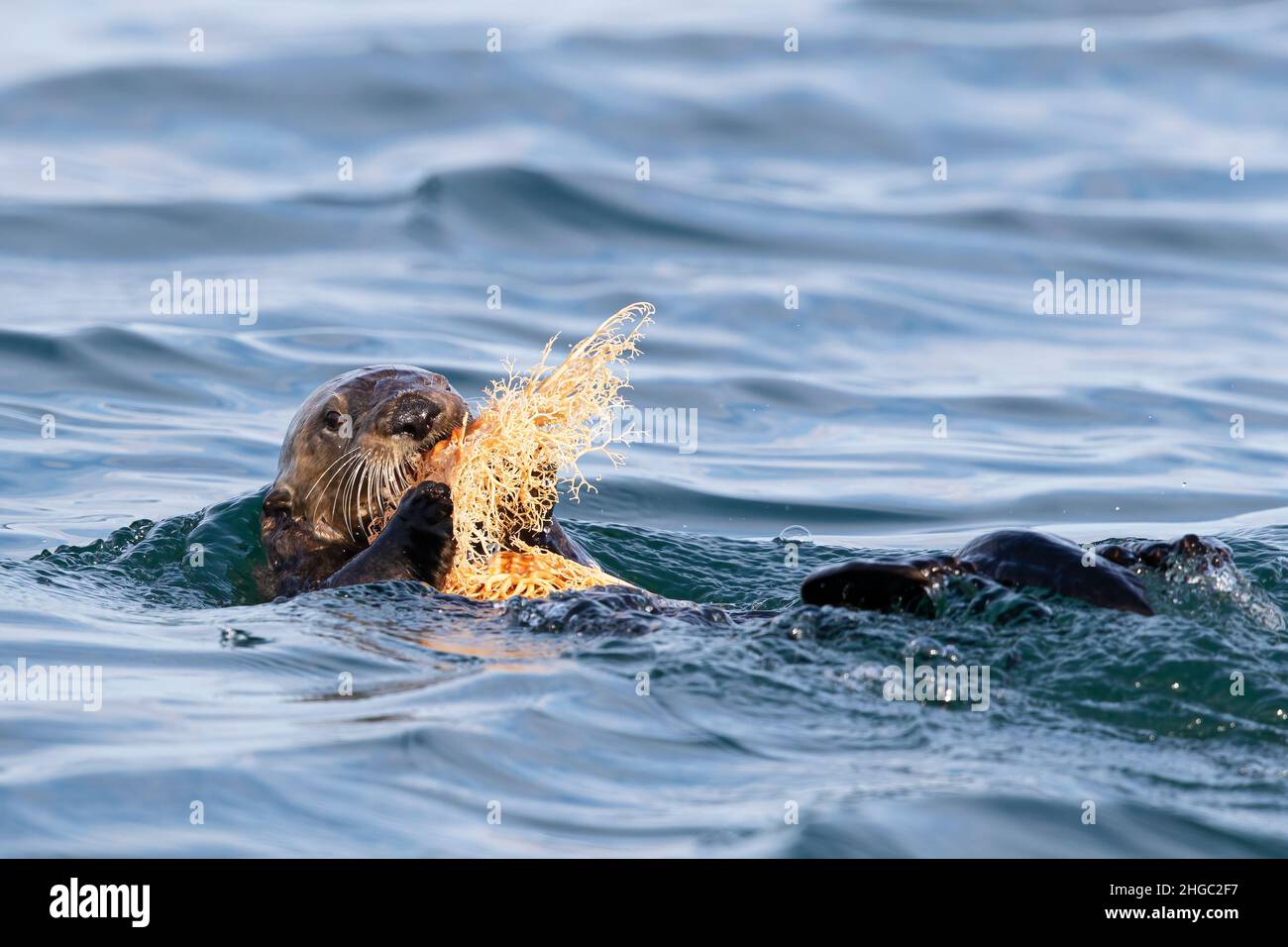Adult sea otter, Enhydra lutris, feeding on a basket star in Glacier Bay National Park, Southeast Alaska, USA. Stock Photo