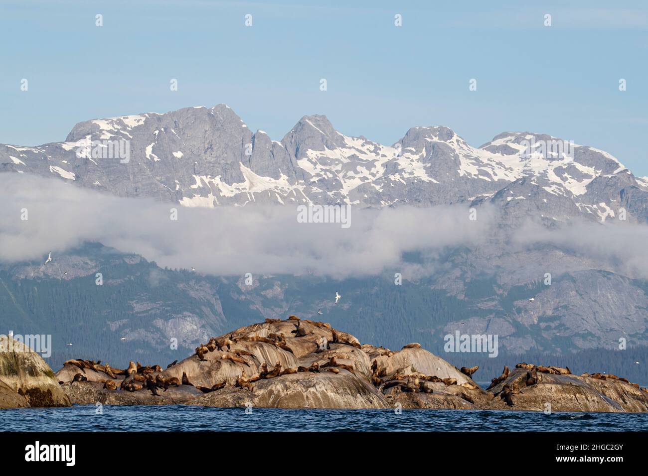 Steller sea lion, Eumetopias jubatus, haul out site, South Marble Islands, Glacier Bay National