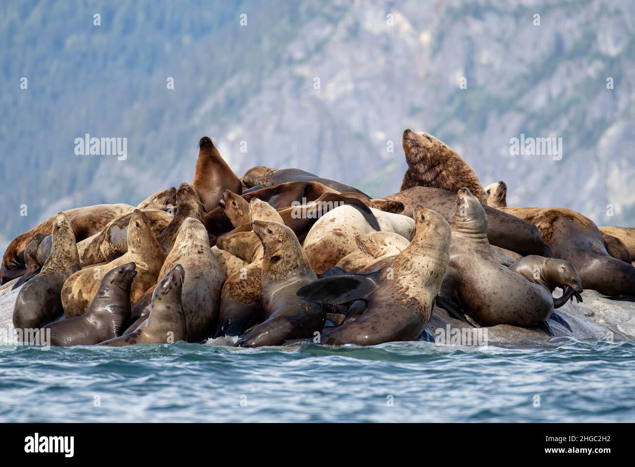 Steller sea lion, Eumetopias jubatus, haul out site, South Marble Islands, Glacier Bay National Park, Alaska, USA. Stock Photo