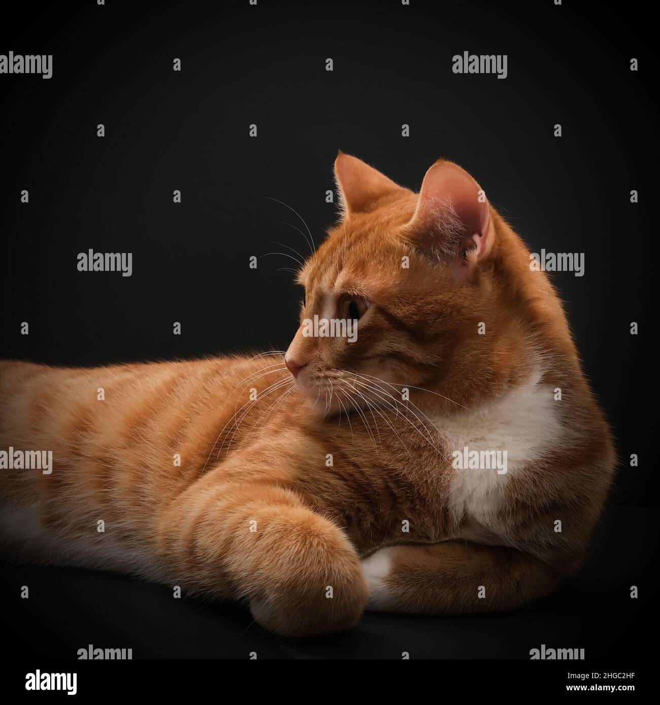 Portrait of young honorable arab ginger tabby cat close up on black background,side view.Pets. Stock Photo