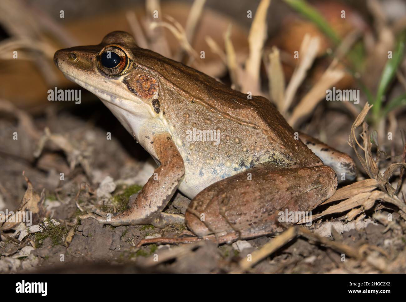 Wood frog (Paurana daemeli) sitting in undergrowth. Daintree, Far North Queensland, Australia. Stock Photo