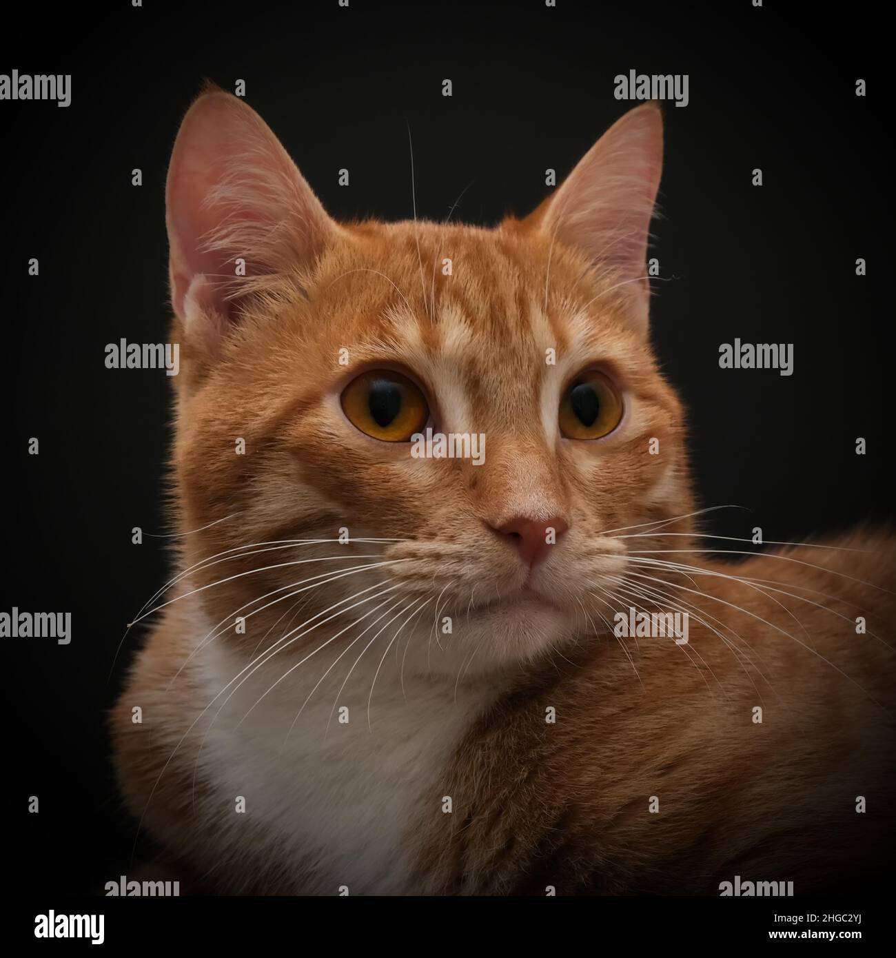 Portrait of young honorable arab ginger tabby cat close up on black background,front view.Pets. Stock Photo