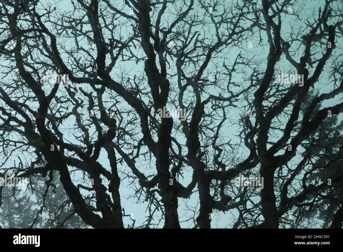 Oak tree silhouetted against a blue sky Stock Photo - Alamy