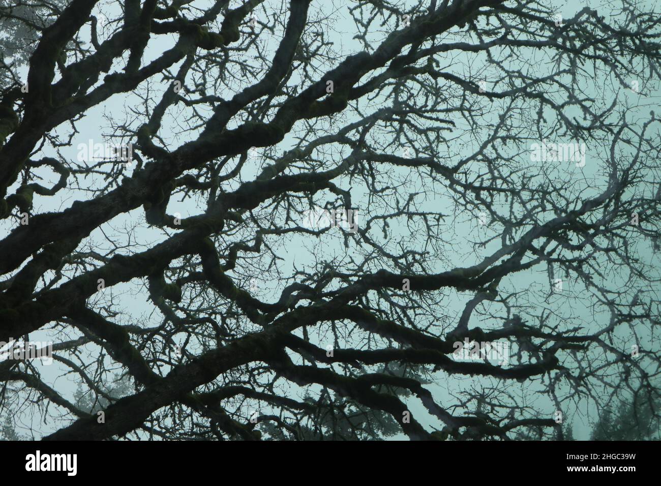 Oak tree silhouetted against a blue sky Stock Photo - Alamy