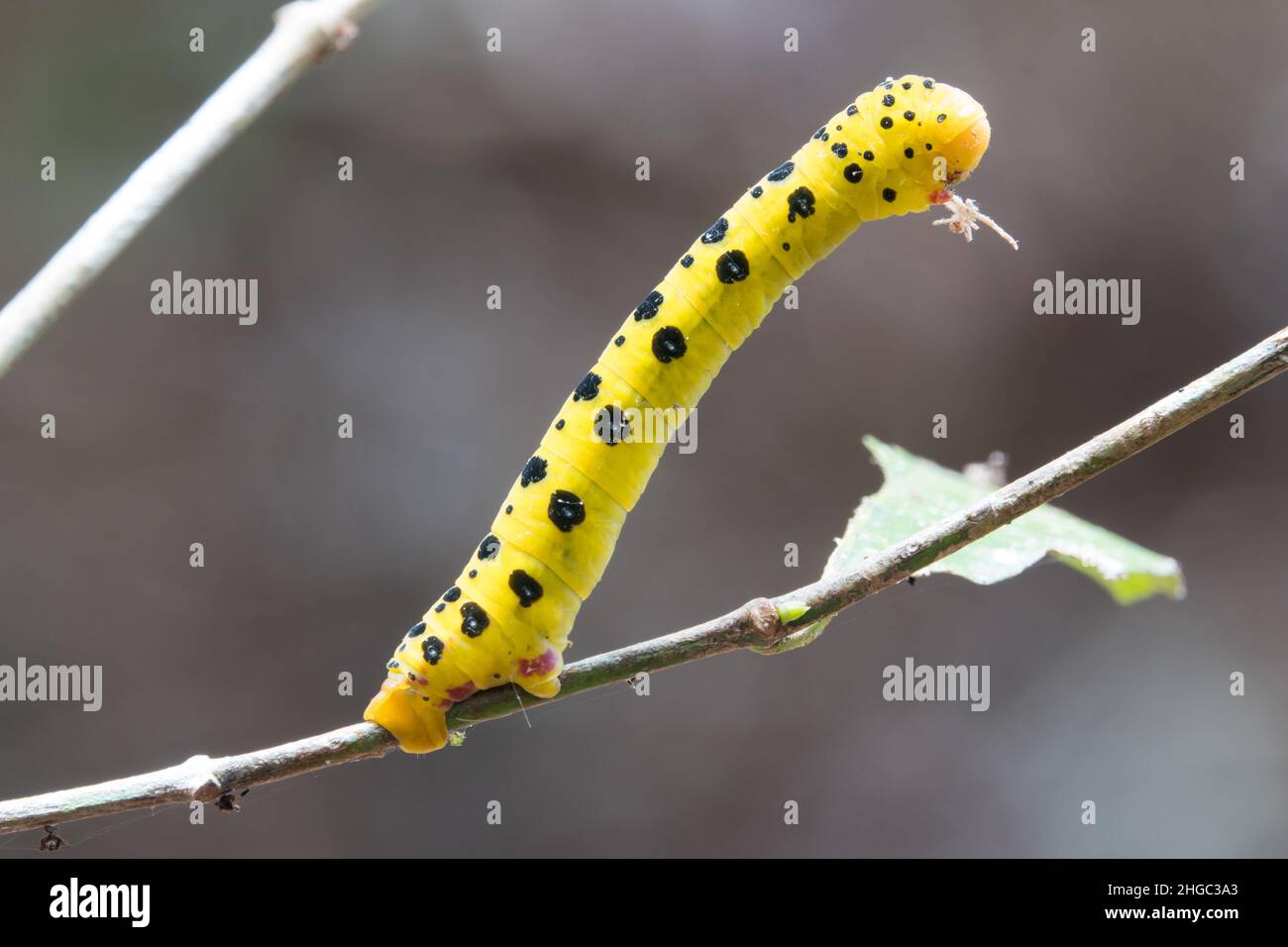 Four O'clock moth (Dysphania fenestrata) caterpillar on tree branch. Photographed in Cow Bay, Queensland Australia Stock Photo