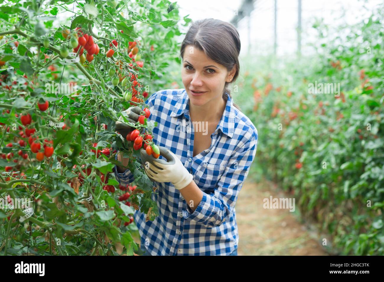 Positive woman harvesting fresh cherry tomatoes in greenhouse Stock ...