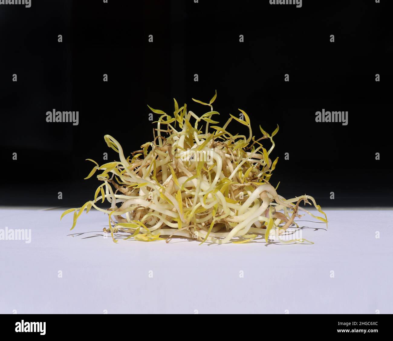 Fresh bean sprouts (in Indonesia: Taoge) Stock Photo