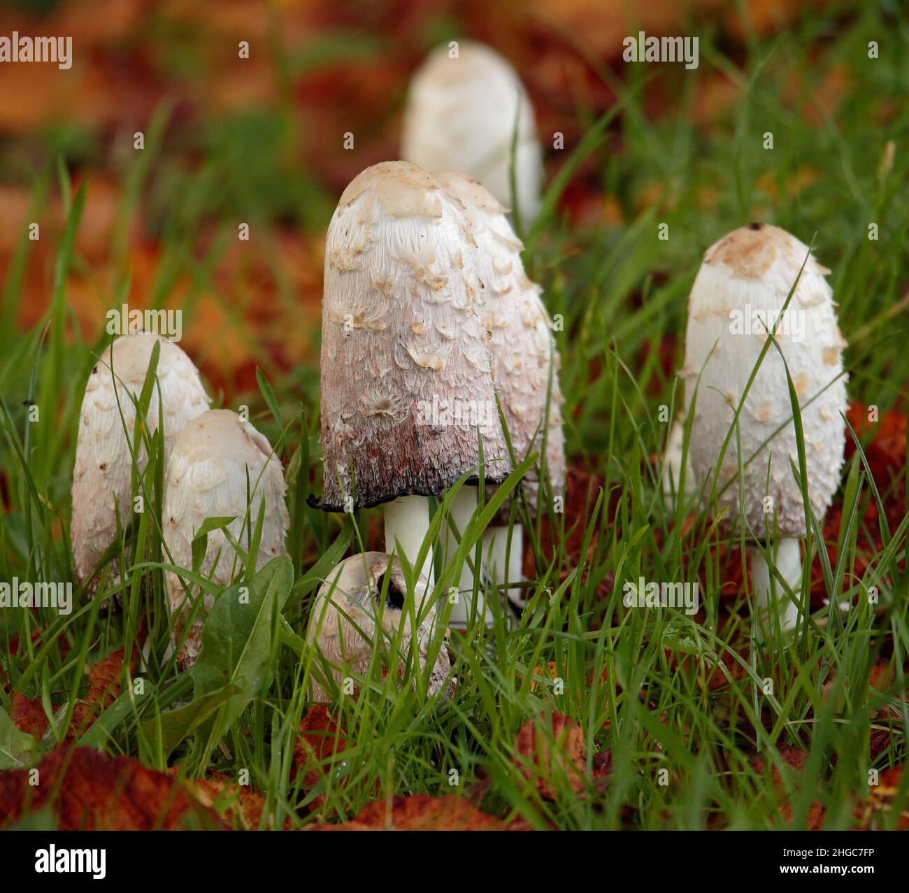 Shaggy Ink Cap Mushroom Stock Photo