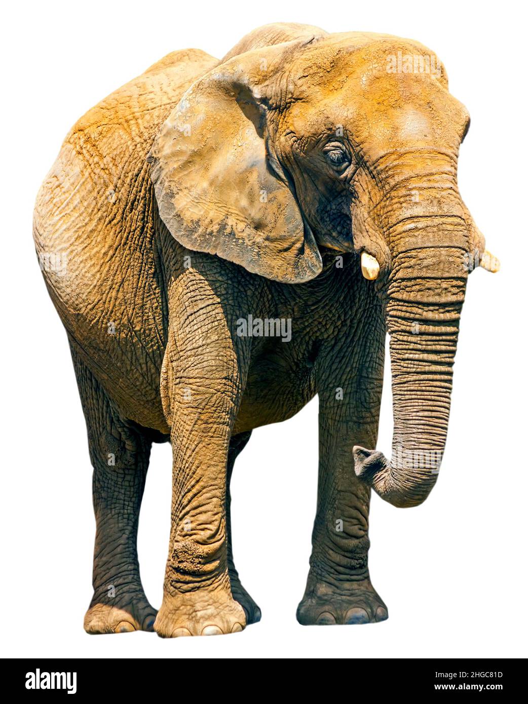 Elephant isolated on white background Stock Photo Alamy