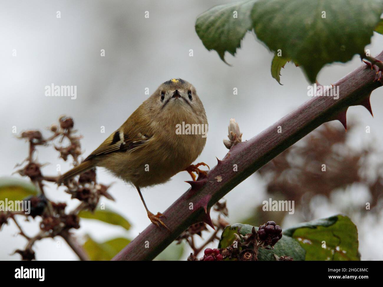 Goldcrest behaviour hi-res stock photography and images - Alamy