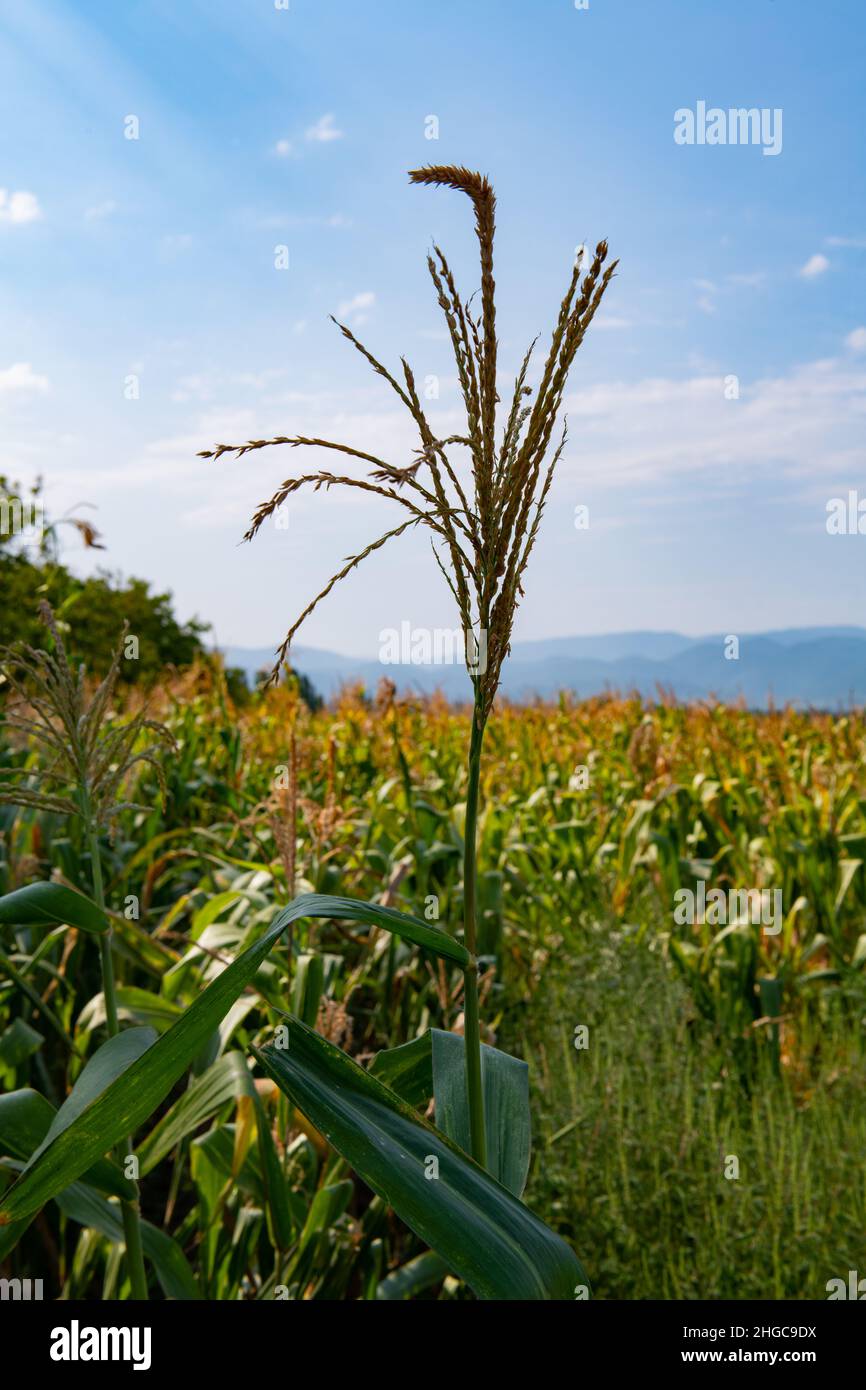 green corn field in the suburbs of georgia Stock Photo