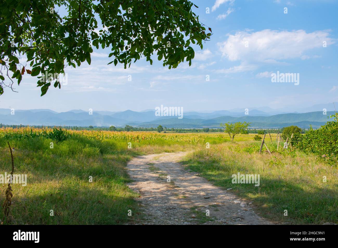 narrow road stretching into the distance in the fields Stock Photo - Alamy