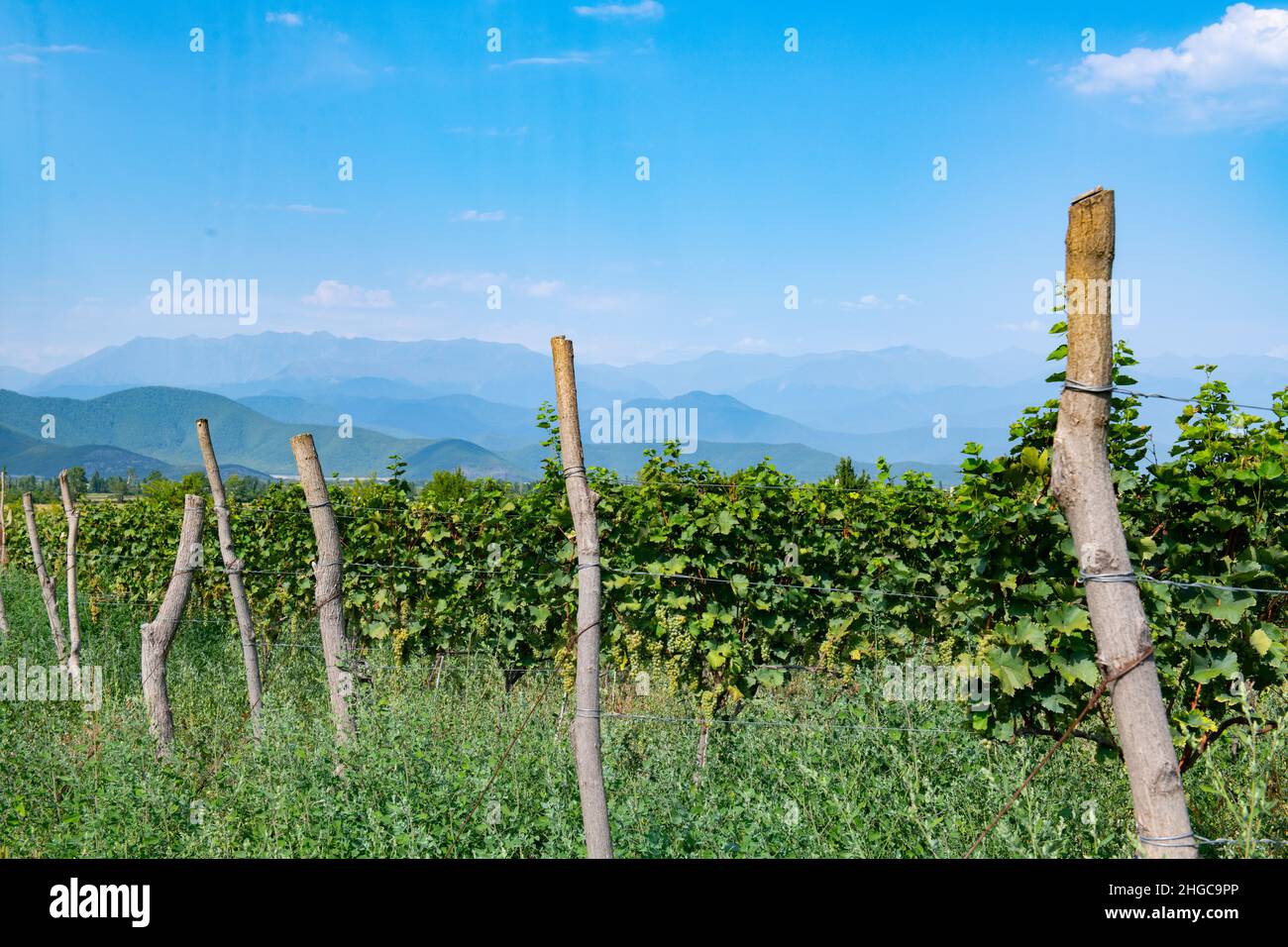 vineyard field in the suburbs of georgia Stock Photo