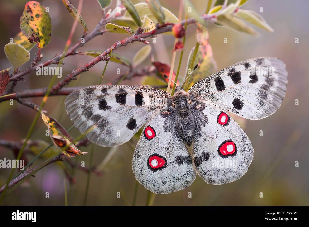 Wonderful world of insects Stock Photo - Alamy