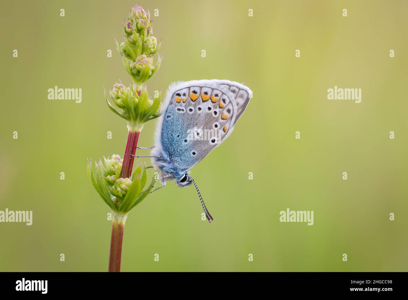 Wonderful world of insects Stock Photo - Alamy