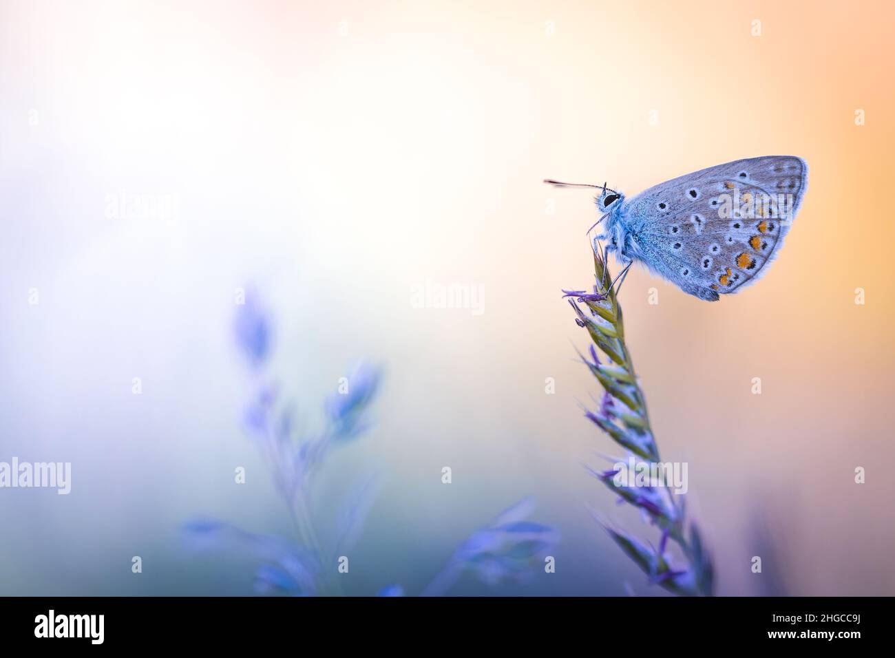 Wonderful world of insects Stock Photo