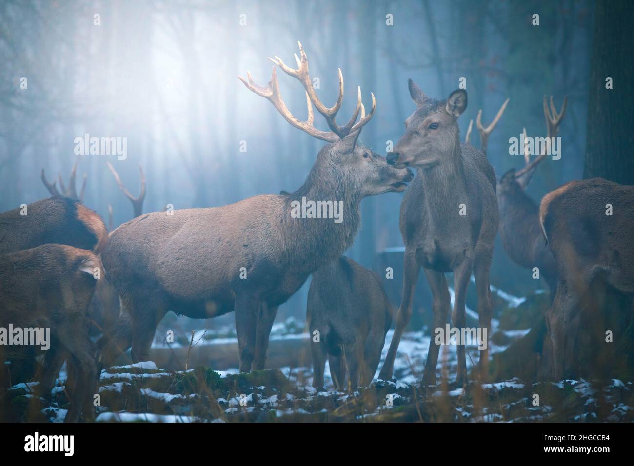 The beautiful wildlife of the forests... Stock Photo