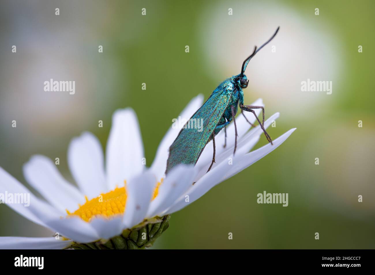 Wonderful world of insects Stock Photo
